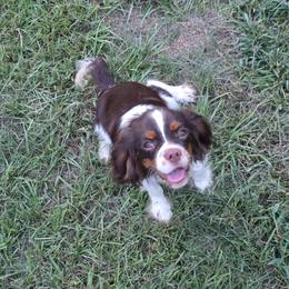 Weller 6 Months Chocolate Tri AKC - Chocolate male Cavalier King Charles Spaniel puppy in Kountze, Texas from CaviCajun Kennels