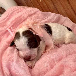 Aphrodite (light pink) - Brown and white female Bernedoodle puppy in West Haven, Utah from Harper Haven Cavapoos & Doodles