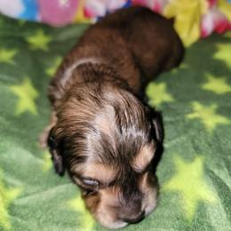 Astro - Sable male Dachshund puppy in Terlton, Oklahoma from CLARK'S BREEDING PROGRAM