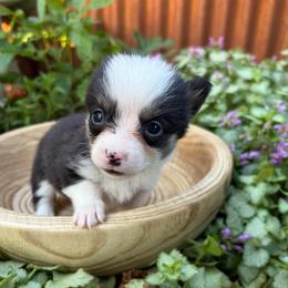 Rose Toco - Black and tan female Pembroke Welsh Corgi puppy in Olathe, Colorado from Rocking LJ Breeding
