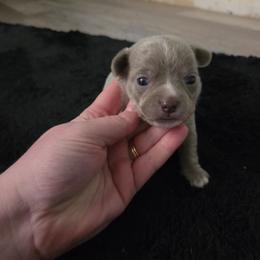 Myers - Chocolate blue male Chihuahua puppy in Ashtabula, Ohio from Paw's & Awe's Chihuahuas