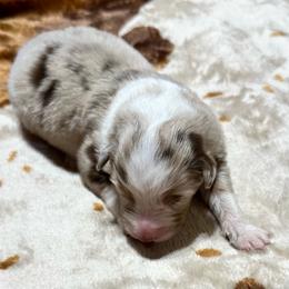 Blue Collar - Red merle male Australian Shepherd puppy in Winston Salem, North Carolina from Serenity Acres Aussies