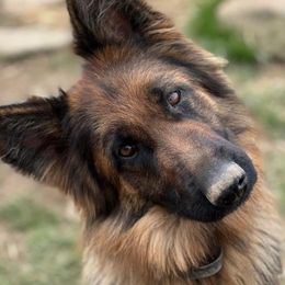 Mia - German Shepherd