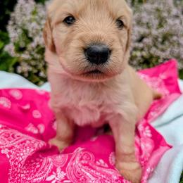 Dolly - Golden female Golden Retriever puppy in Colville, Washington from Rosehaven Homestead