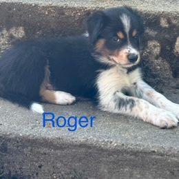 Roger Williams - Tri-color male Border Collie puppy in Coventry, Rhode Island from Michelle's Border Collies