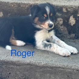 Roger Williams - Tri-color male Border Collie puppy in Coventry, Rhode Island from Michelle's Border Collies