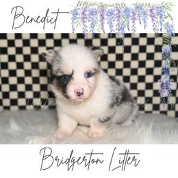 Benidict - Blue merle and white male American Corgi puppy in Greenwood, Indiana from Witch Creek Corgis