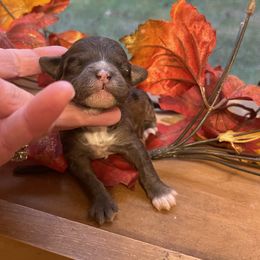 Peanut butter blossom - Merle female Goldendoodle puppy in Home, Pennsylvania from Plum Creek Acres Next Generation