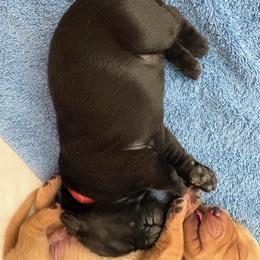 Girl 4 - female Labrador Retriever puppy in Silverthorne, Colorado from Bahrking Heights Labradors