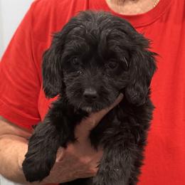 Fiona - Black female Goldendoodle puppy in Springfield, Pennsylvania from Lesher Goodwin Goldendoodles