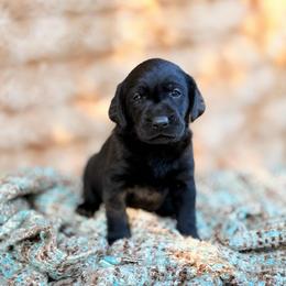 Flint - Black male Labrador Retriever puppy in Sweet Home, Oregon from Knotty Creek Labradors