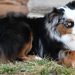 Miniature Australian Shepherds and Toy Australian Shepherds from Shebang Aussies