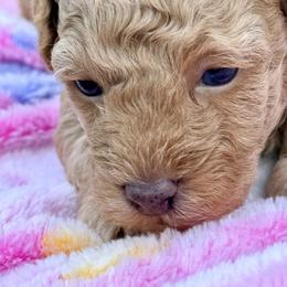 Poodle Puppies from Pet Guardian Smart Kennels, LLC