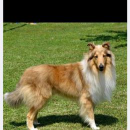 Bo - Collie