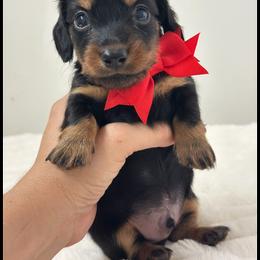 Orion Black tan Long hair - Black and tan male Dachshund puppy in Lakeland, Florida from Elite Doxies Florida