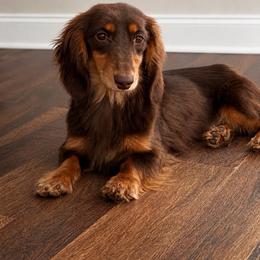 Carter - Dachshund