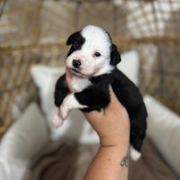 Female2 - Black tri female Miniature Australian Shepherd puppy in Angleton, Texas from 4LH Australian shepherds