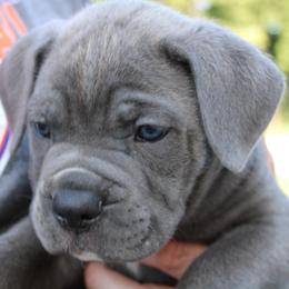 Cane Corso Puppies from Steel Legacy Cane Corso