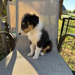 Sparky - Blue merle male Collie puppy in Yukon, Oklahoma from ColliesOklahoma