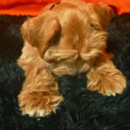 Ryan. - Wheaten male Miniature Schnauzer puppy in Texas from Blue Rose's Schnauzers