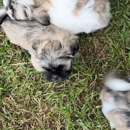 Boy 2 - Gold Shih Tzu puppy in Cordova, Maryland from Harlequins Shih Tzu