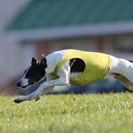 Whippets from Julie's Whippets