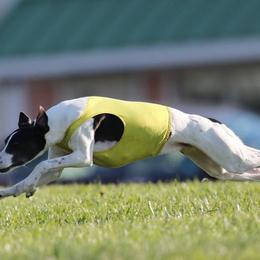 Whippets from Julie's Whippets
