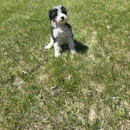 Grey Boy - Bernedoodle puppy in Wexford County, Michigan from Blissful Bernedoodles