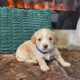 Meet Murphy :) - Apricot male Cavapoo puppy in Centerville, Iowa from Barnyard Dachshunds, Dals & Doodles