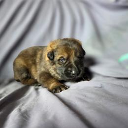 Aqua - Sable female German Shepherd puppy in Motley, Minnesota from Von Thomson Haus