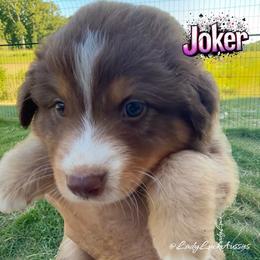 JOKER - Red Tri Male - Red tri-color male Australian Shepherd puppy in Gainesville, Texas from Lady Luck Aussies