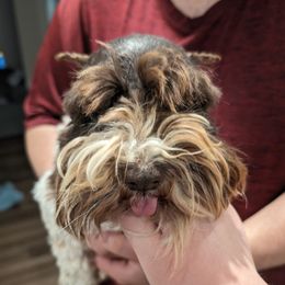Boomer - Miniature Schnauzer