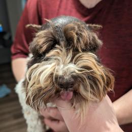 Boomer - Miniature Schnauzer