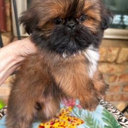Girl 1 - Red female Shih Tzu puppy in Texas from A Sassy Soul Shih-Tzu