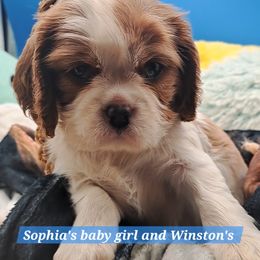 Boy 3 - Blenheim male Cavalier King Charles Spaniel puppy in Longview, Texas from Casanova Cavalier King Charles Spaniels