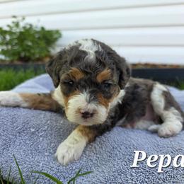 Pepa - Blue merle female Bernedoodle puppy in Blackfoot, Idaho from Draper Mountain Doodles