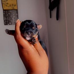 Yorkshire Terrier Puppies from Nell’s Adorable Yorkshire’s