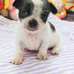 Boy1 - Black and white male Chihuahua puppy in Alaska from Snowy Mountains Chihuahua