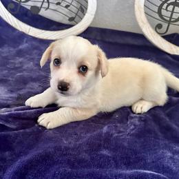 Sky - Red and white male Cardigan Welsh Corgi puppy in Princeton, Texas from Fable Cardigan Welsh Corgis