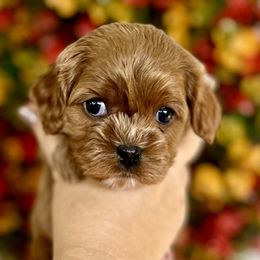 Boujee - Red female Cavapoo puppy in Cedar City, Utah from Cedar Sprout Puppies