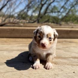Bean - Red merle female Australian Shepherd puppy in Tucson, Arizona from Soqui Ortiz Cattle Ranch