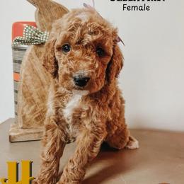 Bellatrix - Red  female Goldendoodle puppy in Hilton, New York from The House of Goldendoodle