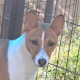 Lola (SFF Brown Eyed Girl) - Red and white female Basenji puppy in Tuttle, Oklahoma from Steadfast Farm (SFF)