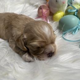 Boy 2 - Buff male Cocker Spaniel puppy in Whittier, California from Inspirational Treasures