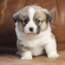 Pembroke Welsh Corgi Puppies from Ayers Acres Corgis