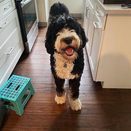 Bernedoodle and Goldendoodle All Grown Up from Rose canyon doodles