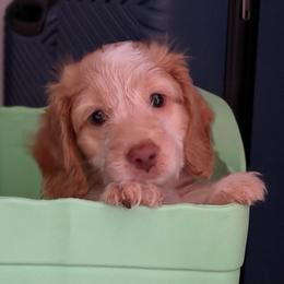 Silky Boy - Piebald male Dachshund puppy in Brookhaven, Mississippi from Southern Grace Doxies