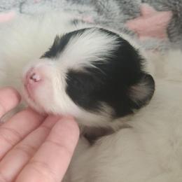 Hayden 3,500 dollars - Black and tan parti female Pomeranian puppy in Amelia, Ohio from Boujee Puff Poms