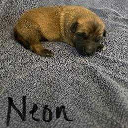 Girl - Fawn female Belgian Malinois puppy in Alger, Michigan from Aspen’s Edge Kennel