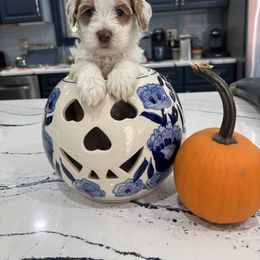 Sarah - Apricot female Australian Labradoodle puppy in East Granby, Connecticut from All-Spice Australian Labradoodles
